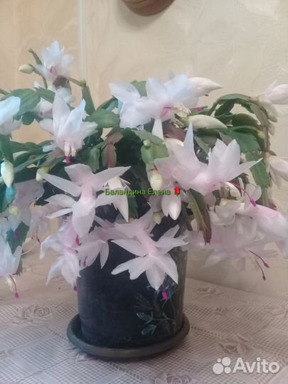 Рипсалидопсис и шлюмбергера, декабристы