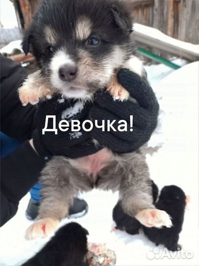 Щенки хаски в добрые руки