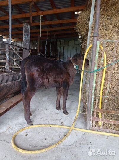 Бычок и телка