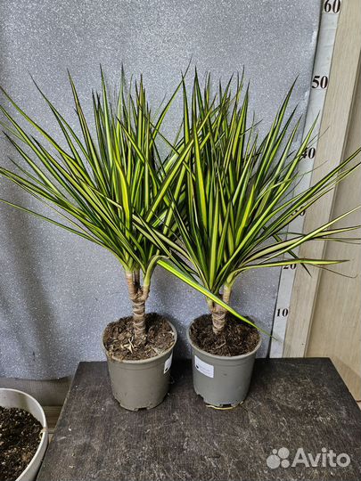 Драцена Санрей 12/50