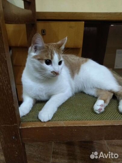 Кошка