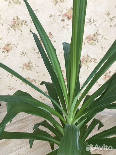 Пальма Юкка (комнатная)