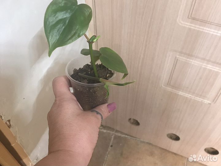 Комнатные цветы