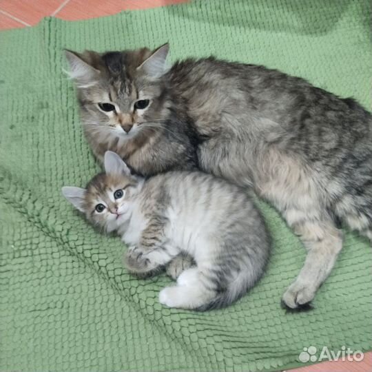 Продаю котят