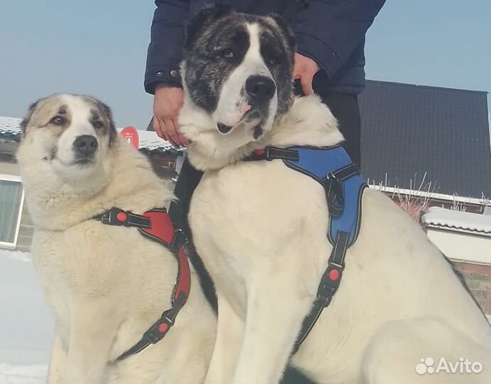 Среднеазиатская овчарка алабай вязка