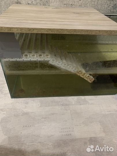 Черепаха с аквариумом