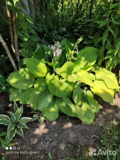 Хоста 25 сортов