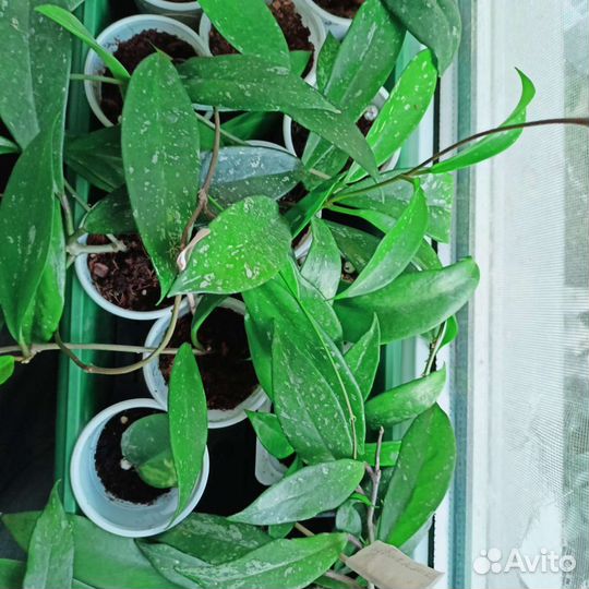 Хойи разные