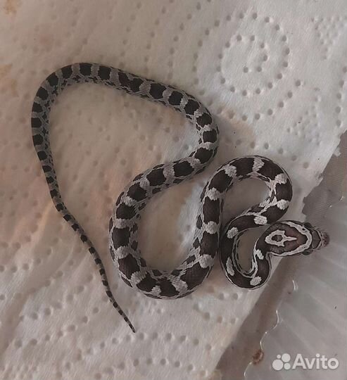 Змея маисовый полоз