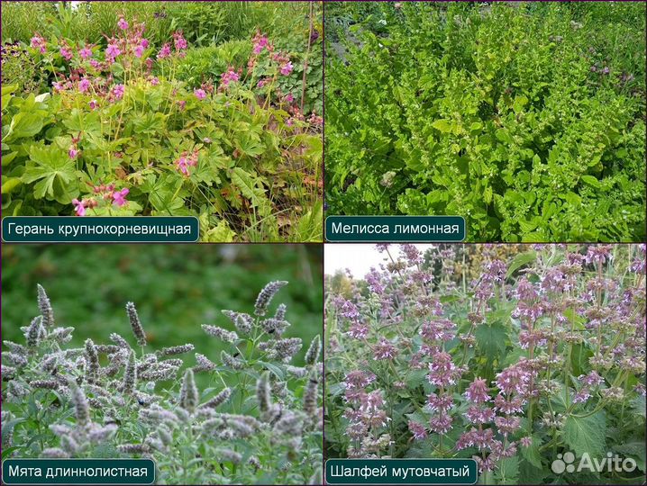 Многолетние растения