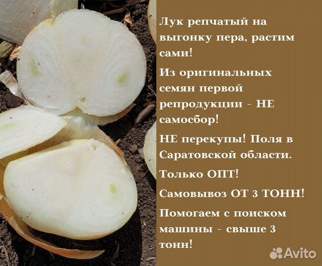 Лук Штутгарт на перо опт