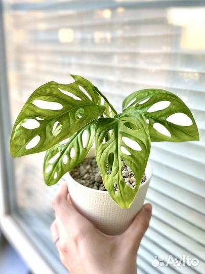 Монстера Адансона (Фридрихшталя)