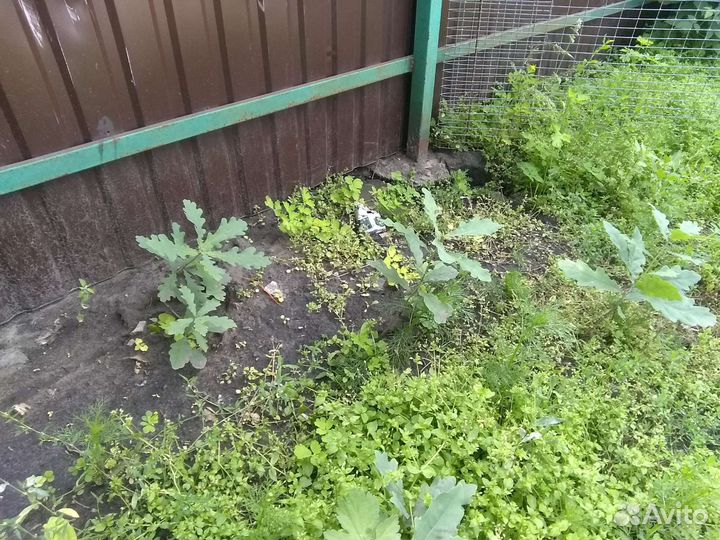 Саженцы дуба