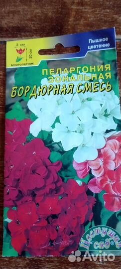 Пеларгония герань