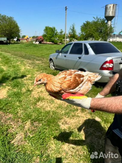 Куры молодки Легорн