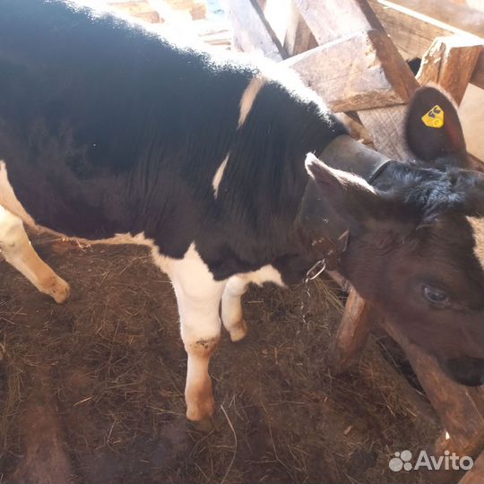 Бычки и быки