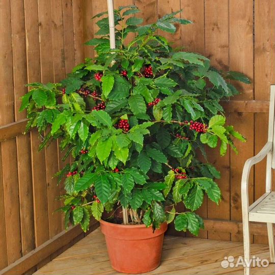 Кофейное деревце арабика - саженцы