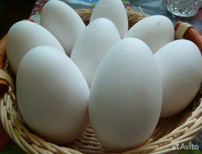 Яйца инкубационные гусиные
