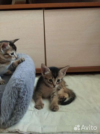 Абиссинская