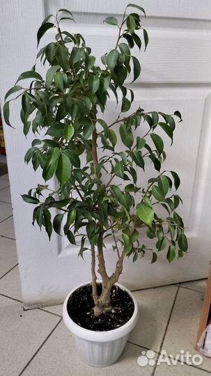 Фикус бенджамина большой