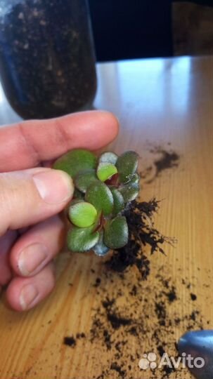 Суккуленты