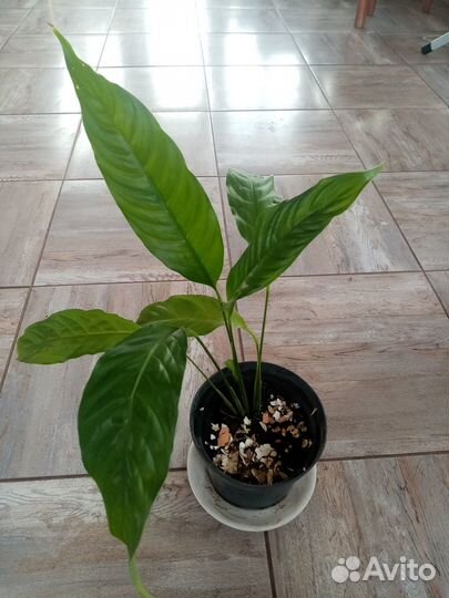 Спатифиллум уоллиса