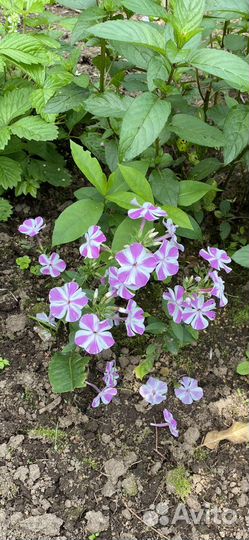 Снежноягодник, флоксы