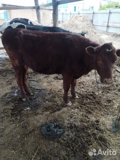 Корова дойная