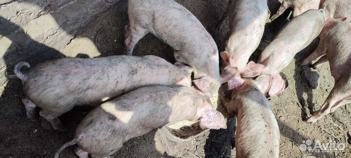 Поросята.Чистокровки ландрас с доставкой