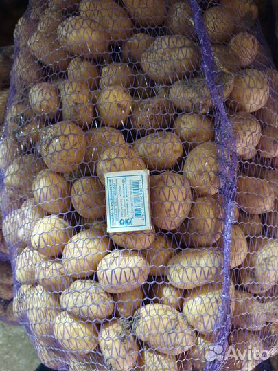 Картофель мелкий опт