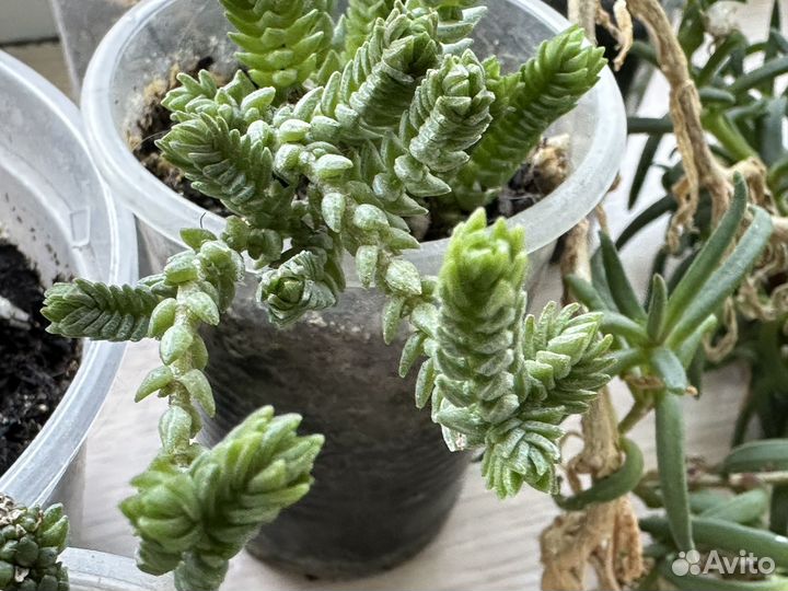 Суккуленты набор