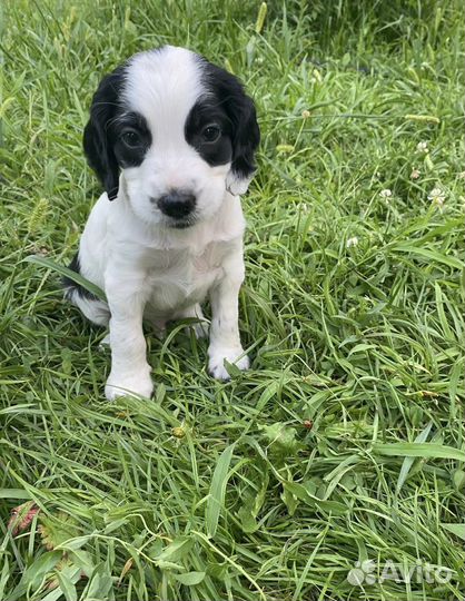 Милые спаниельки