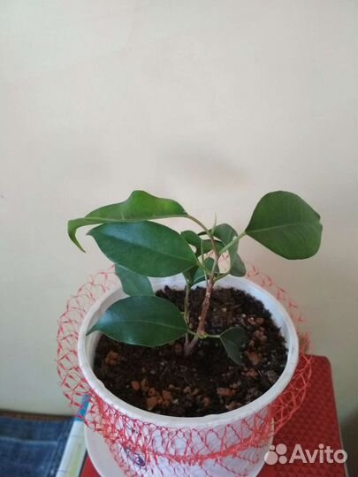 Комнатные растения (обновление)