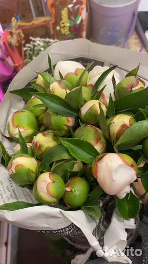 Пионы ранние,бордовые