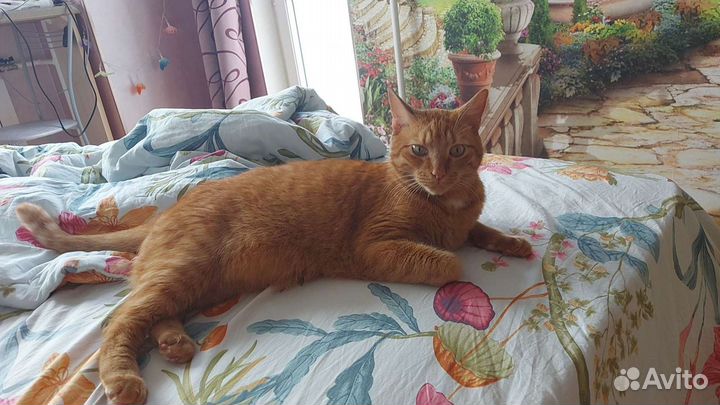 Передержка животных