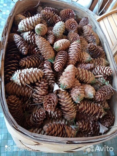 Шишки еловые
