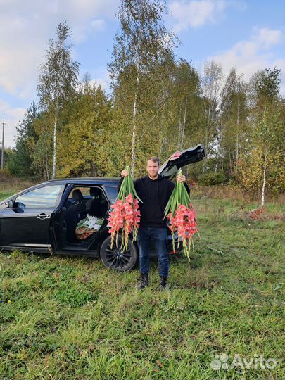 Гладиолусы букеты, срезка