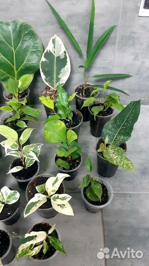 Фикус набор 24 сорта