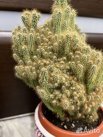 Кактусы, алоэ