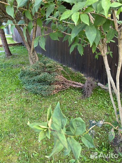 Можевельник