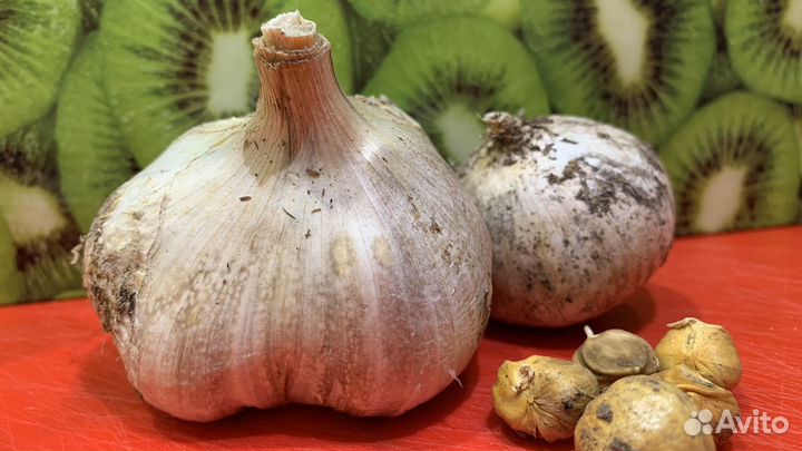 Чеснок рокамболь