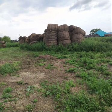 Продажа сено в рулонах