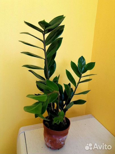 Замиокулькас