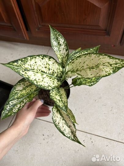 Аглаонемы Вайт джой и Вайт киви