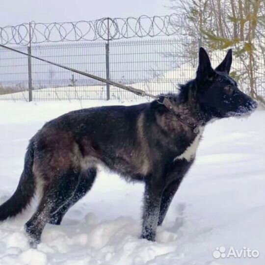 Метис овчарки, девочка