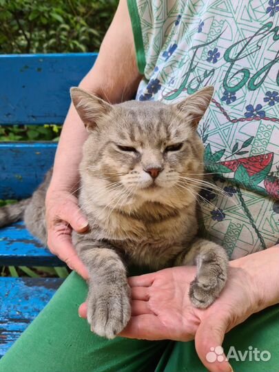 Кот хочет быть домашним