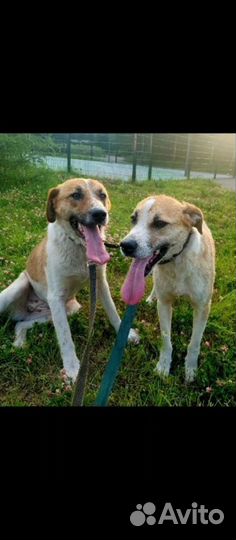 Собаки в добрые руки - Мэгги и Руна