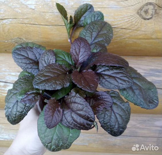 Живучка ползучая Атропурпуреа