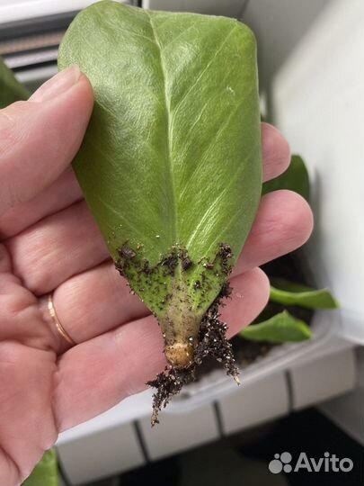 Замиокулькас долларовое дерево