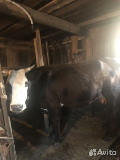 Корова дойная